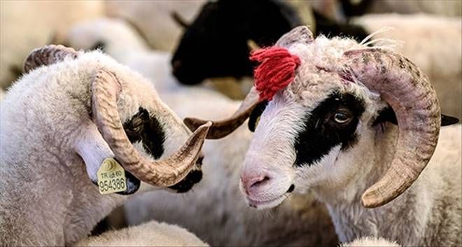 Koyun Keçi Yetiştiricilerine Güncelleme Uyarısı