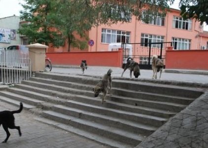 Çankaya?da Sokak Hayvanları Projesi 